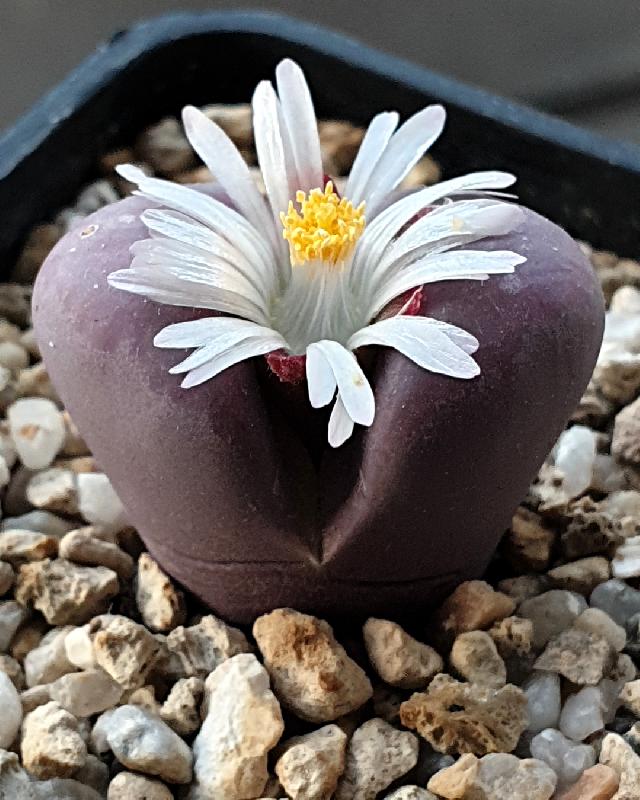 Lithops_optica_Rubra_2.jpg